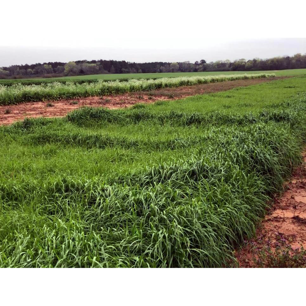 Baqueano İthal Reygras 25 Kg