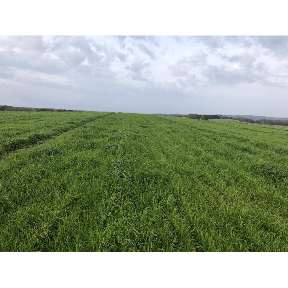 Baqueano İthal Reygras 25 Kg