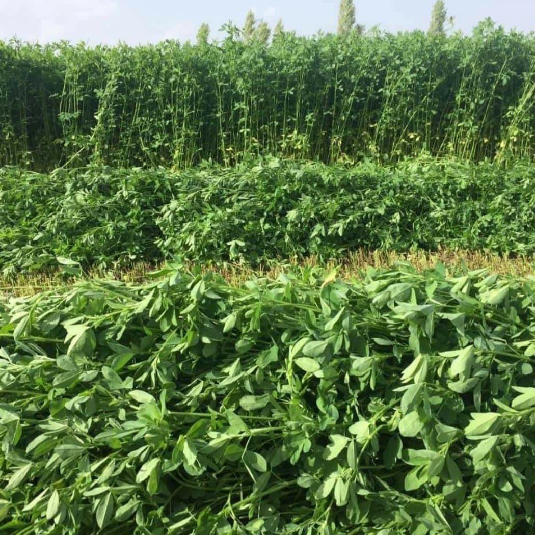 Bilensoy 80 Yonca Tohumu 10 Kg.