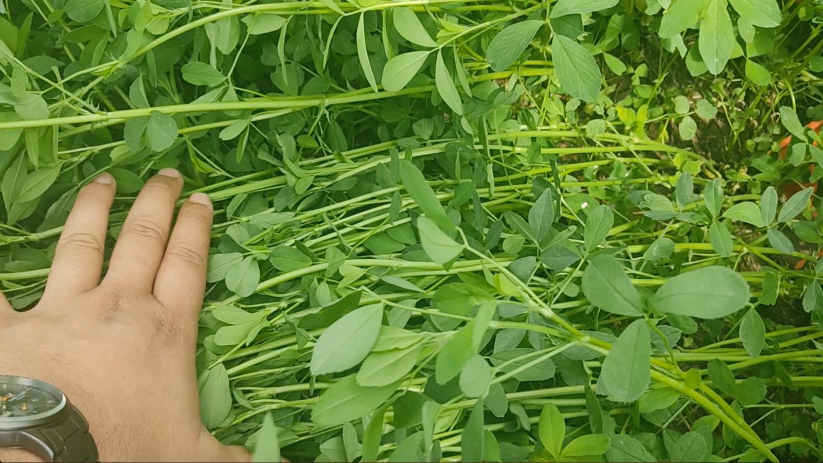 Bilensoy 80 Yonca Tohumu 25 Kg.