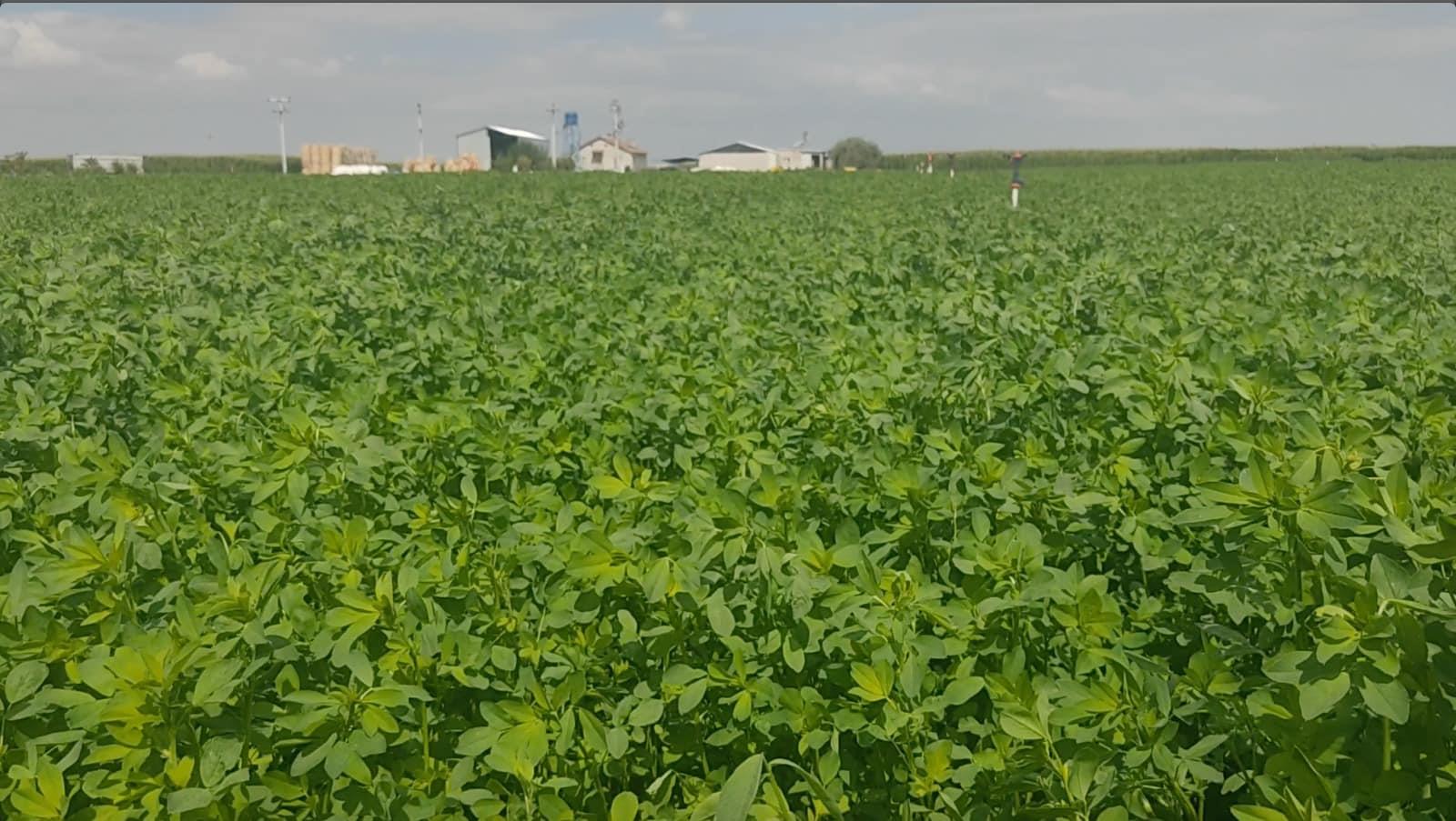 Bilensoy 80 Yonca Tohumu 25 Kg.