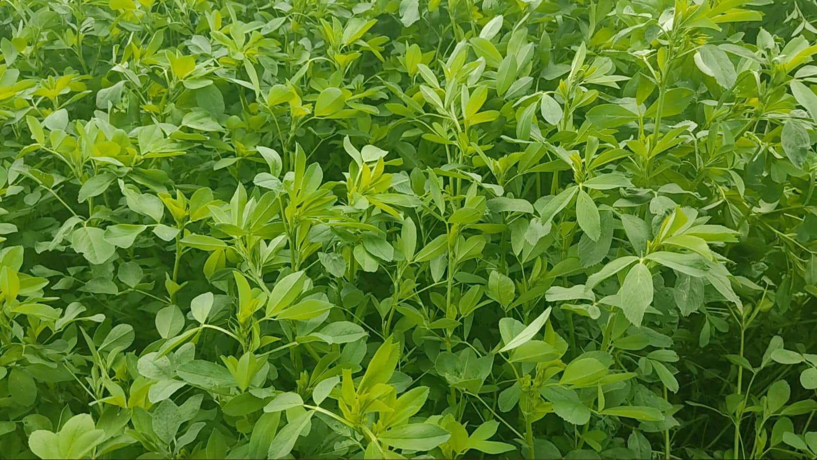 Bilensoy 80 Yonca Tohumu 25 Kg.