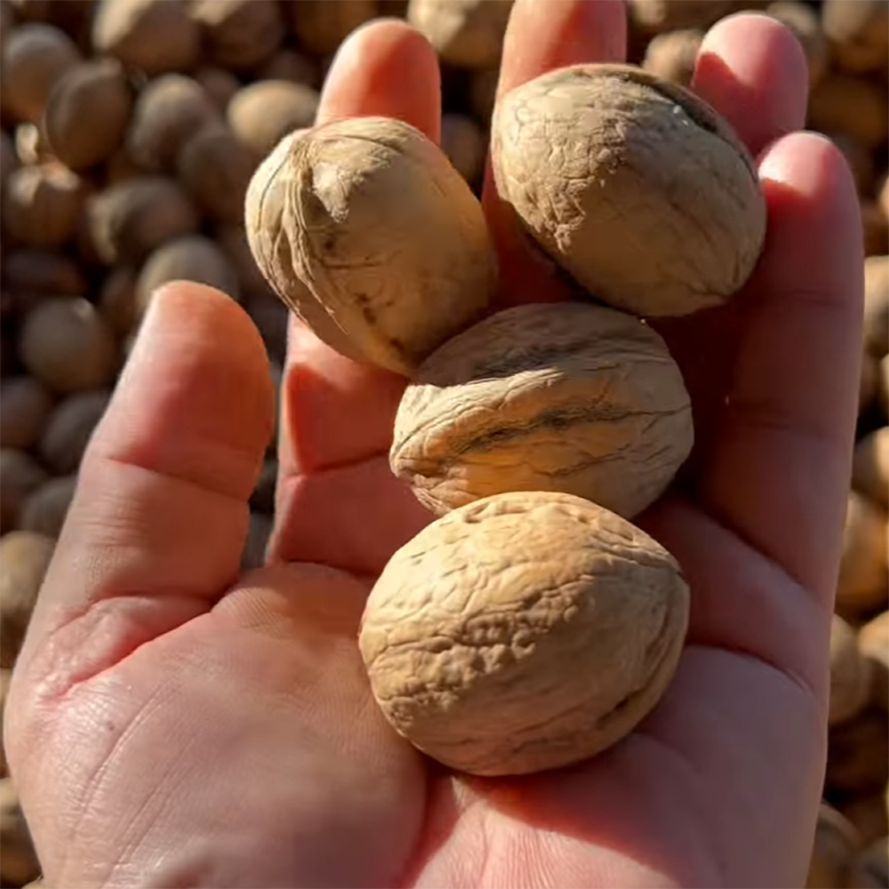 Eşref Şekerli Maraş 18 Birinci Sınıf Kabuklu Ceviz 10 Kg