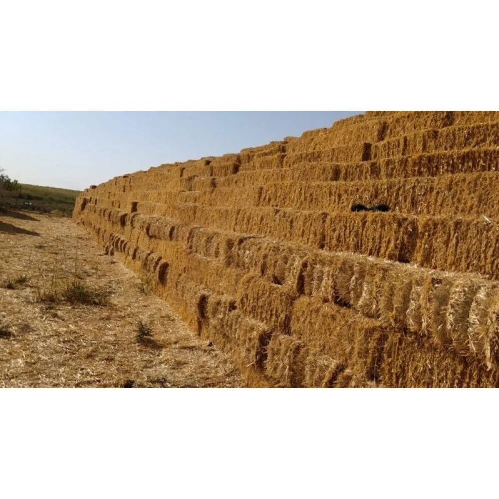 Haşbaylı Saman (Güncel Fiyat Alınız)