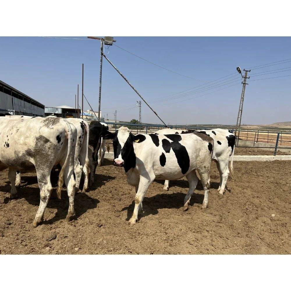 Holstein Gebe Düve