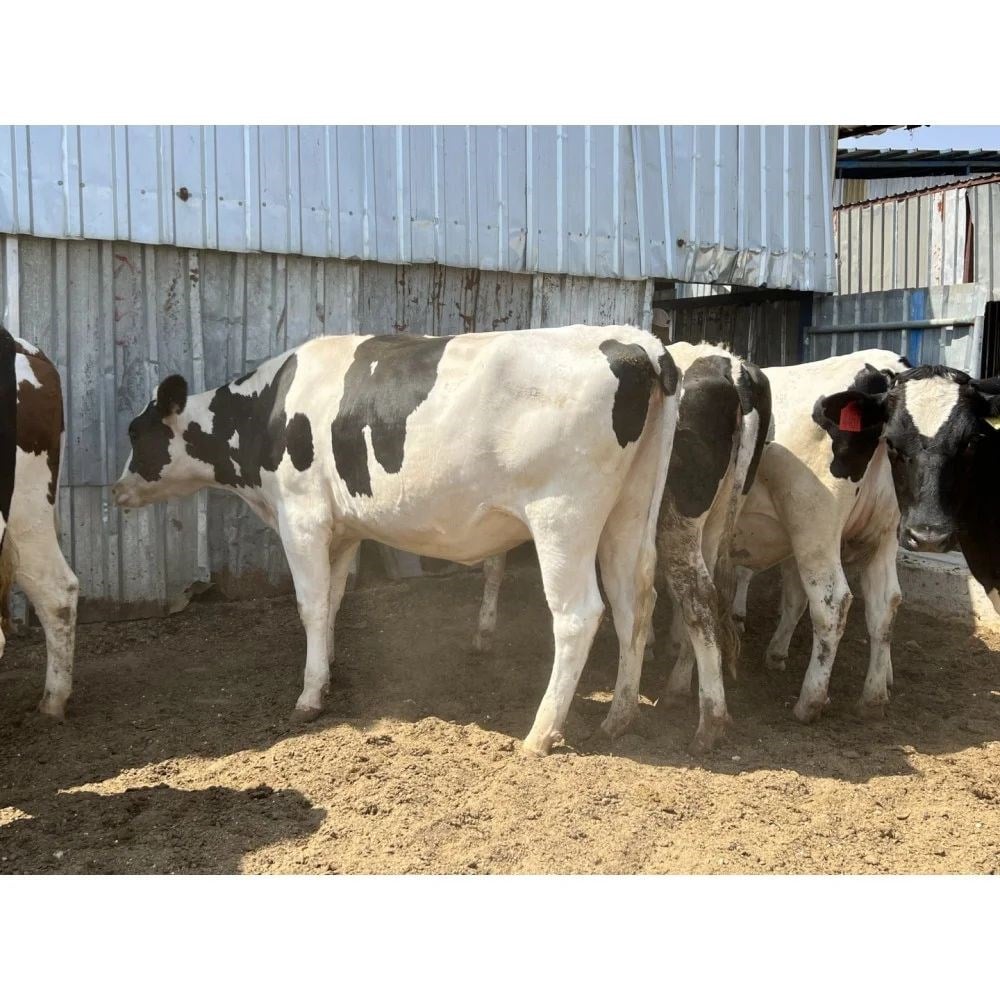 Holstein Gebe Düve