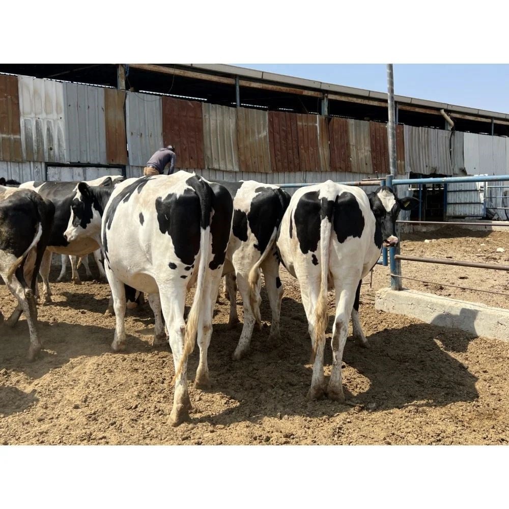 Holstein Gebe Düve