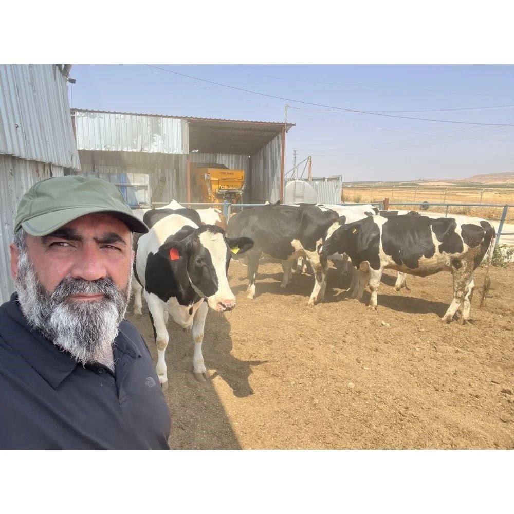 Holstein Gebe Düve
