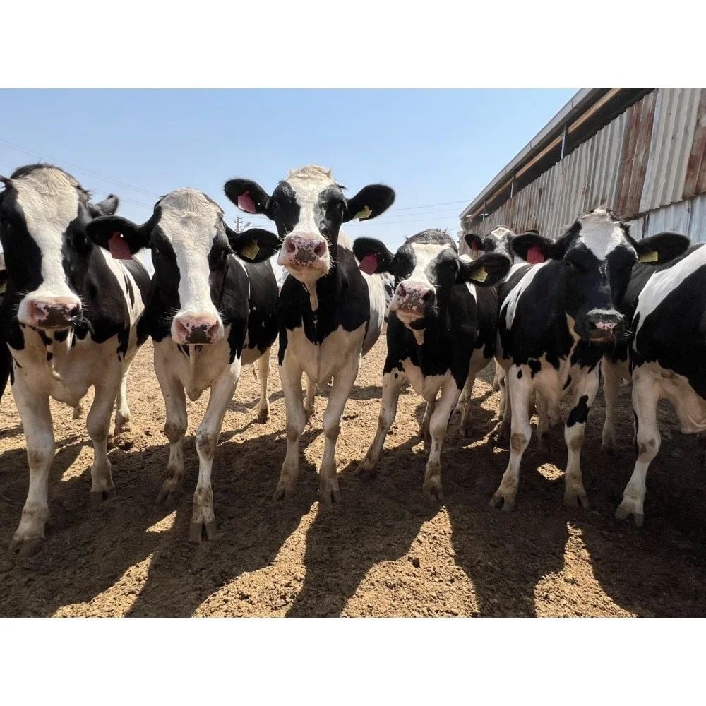 Holstein Gebe Düve