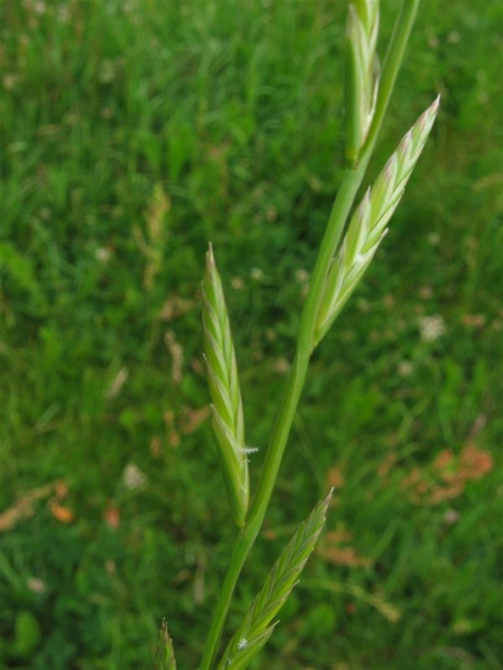 İthal Reygras 25 Kg.