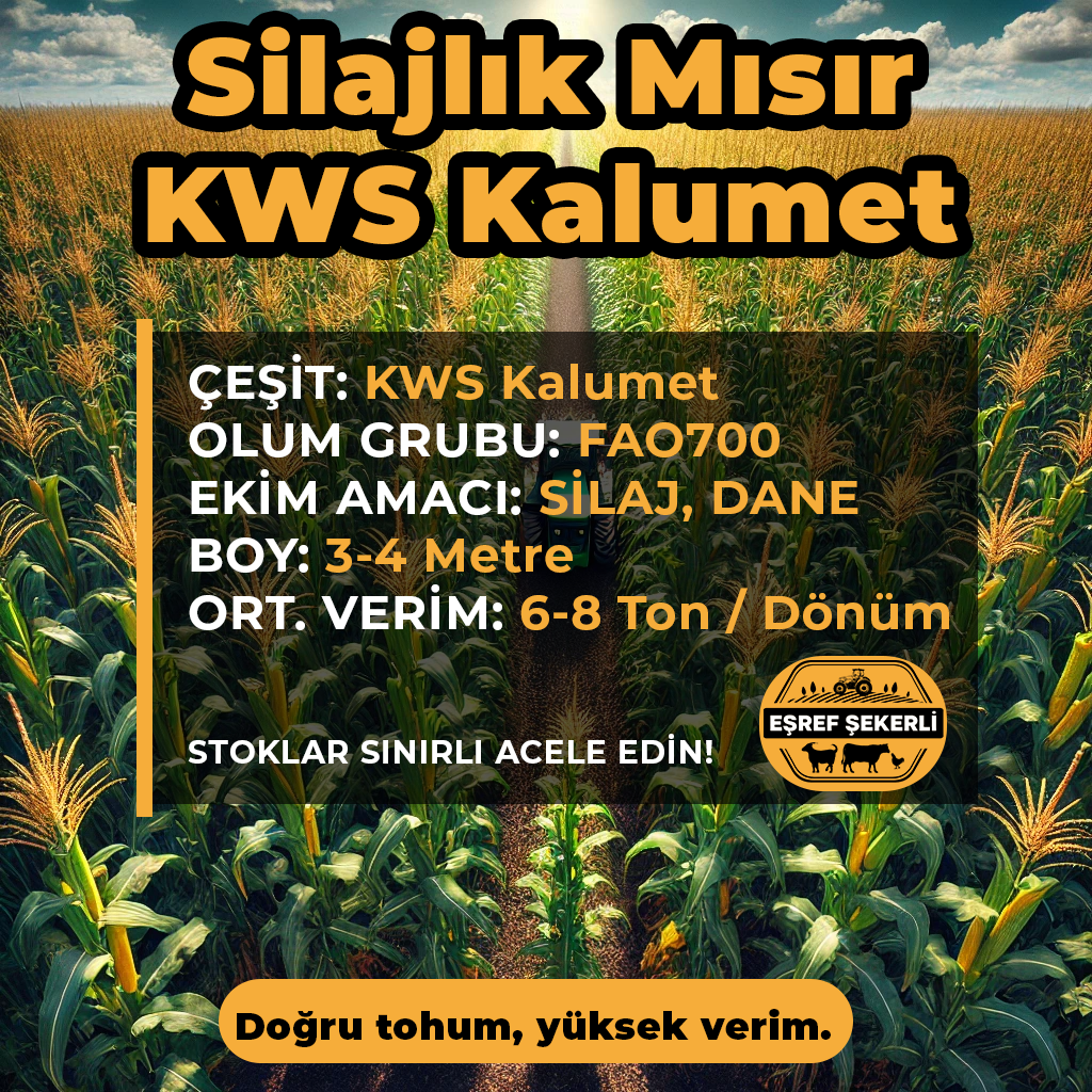 KWS Kalumet Slaj Mısır Tohumu