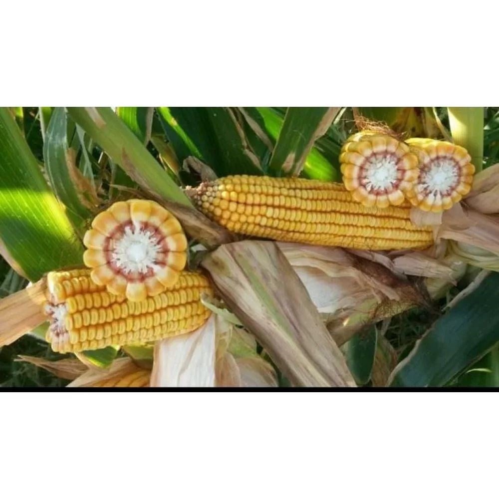 Mısır Silajı (Güncel Fiyat Alınız)