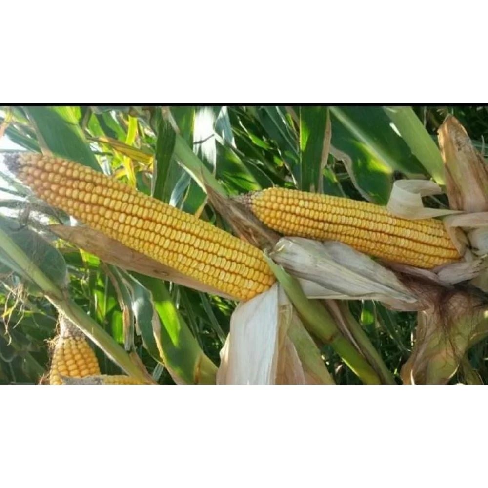 Mısır Silajı (Güncel Fiyat Alınız)