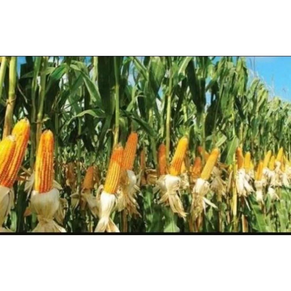 Mısır Silajı (Güncel Fiyat Alınız)