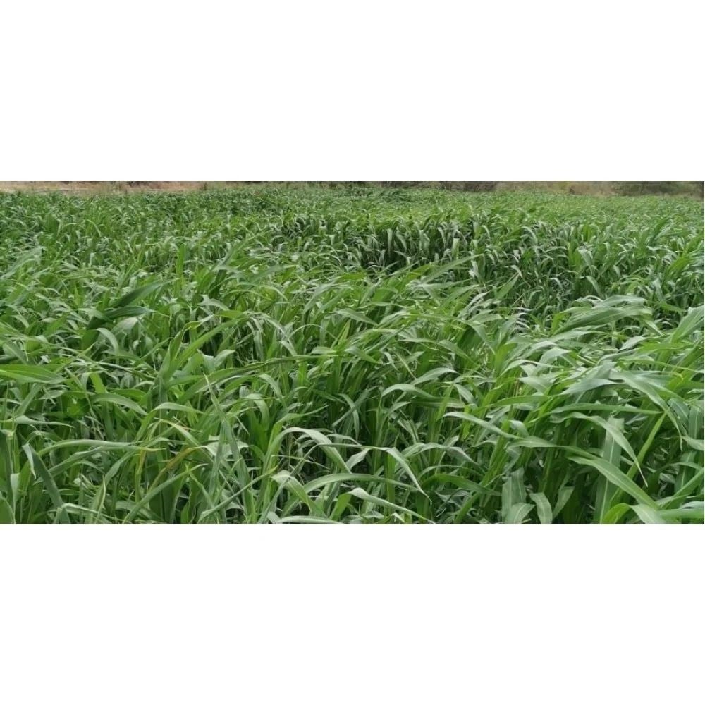 Ot Tipi Şeker Sorgumu 25 Kg.