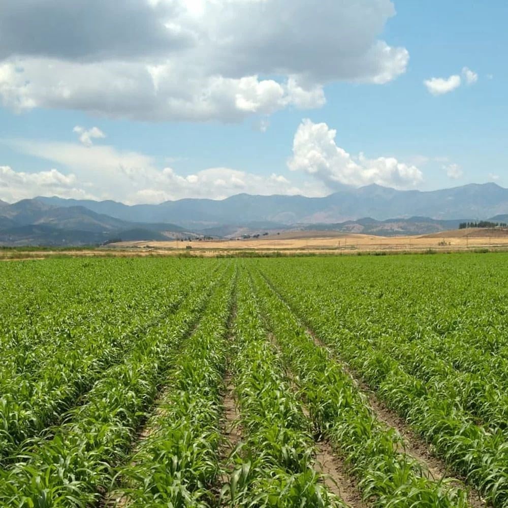 Ot Tipi Şeker Sorgumu 25 Kg.