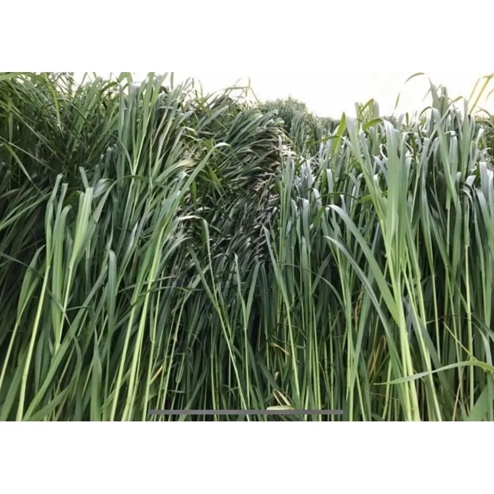 Ot Tipi Şeker Sorgumu 25 Kg.