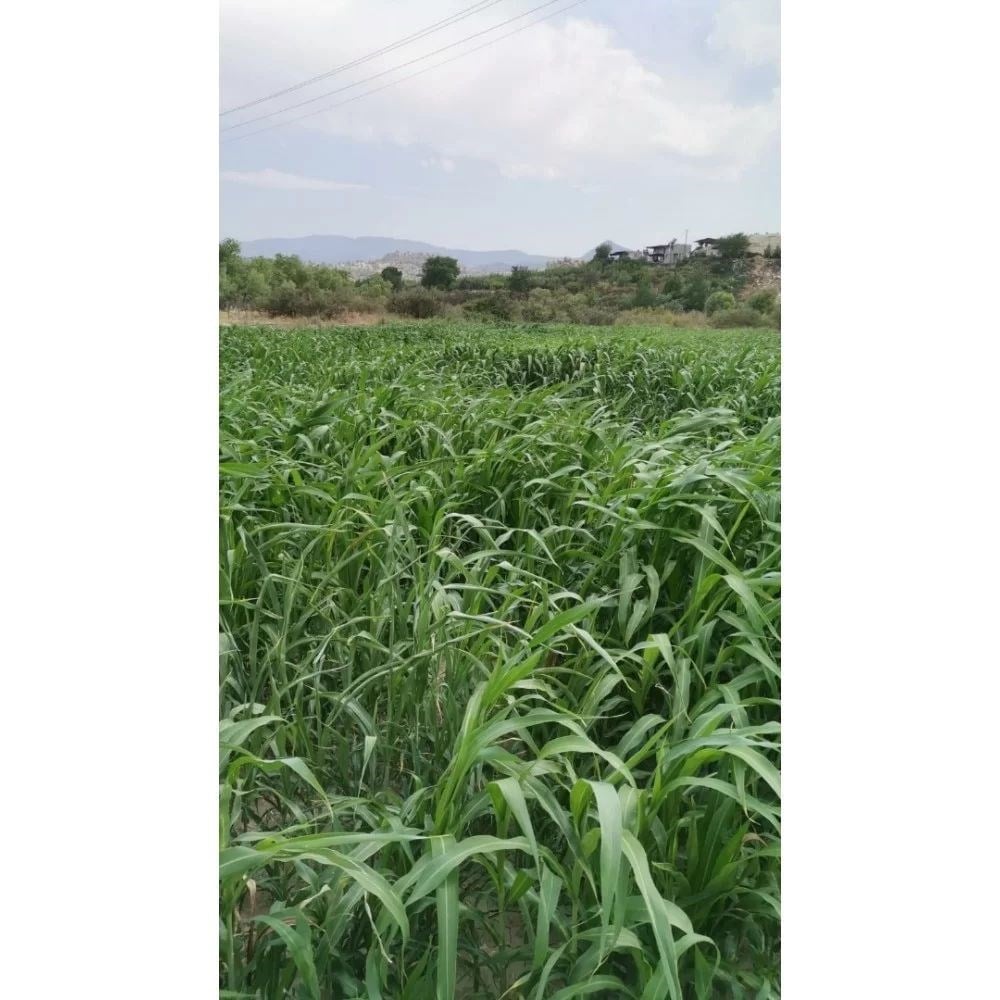 Ot Tipi Şeker Sorgumu 25 Kg.