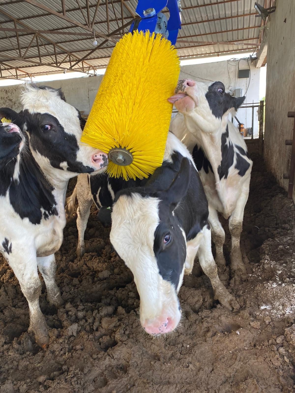 PARS Otomatik Hayvan Kaşıma Fırçası