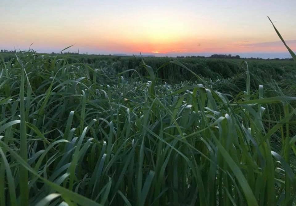 Reygras Otu Tohumu 10 Kg.