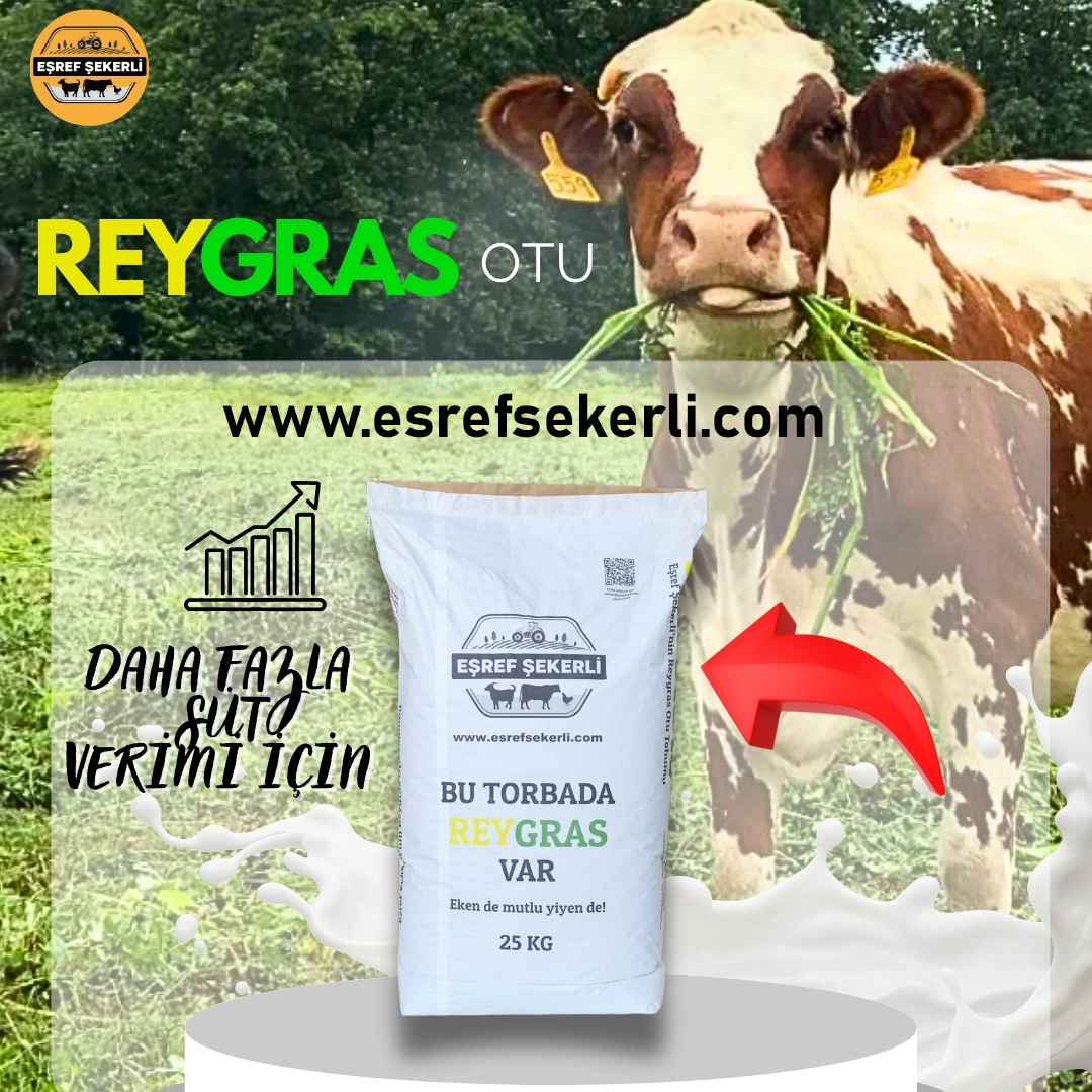 Reygras Otu Tohumu 10 Kg.