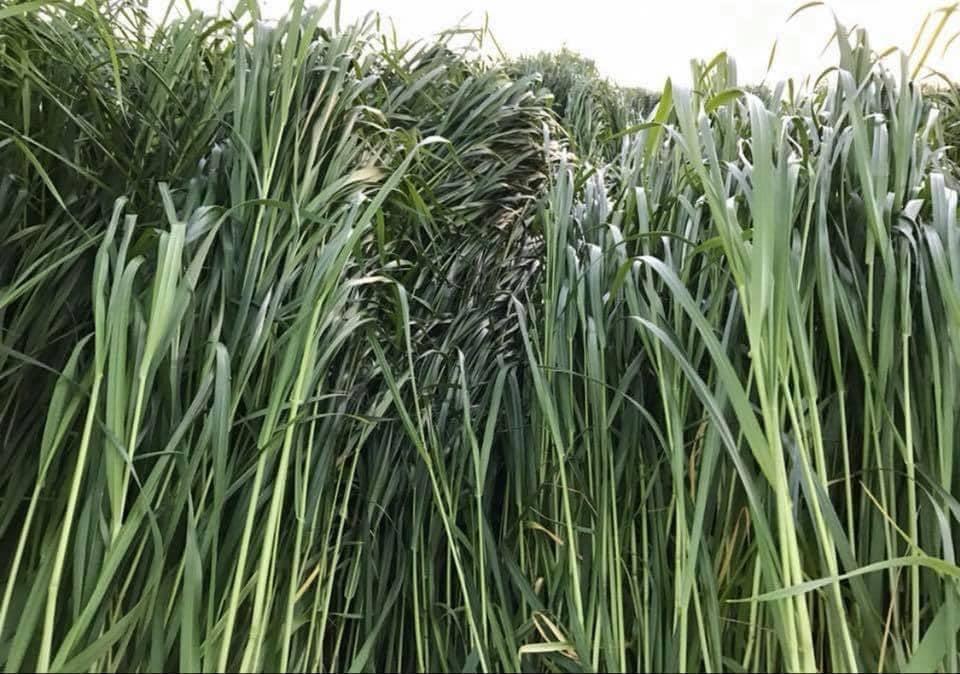 Reygras Otu Tohumu 10 Kg.