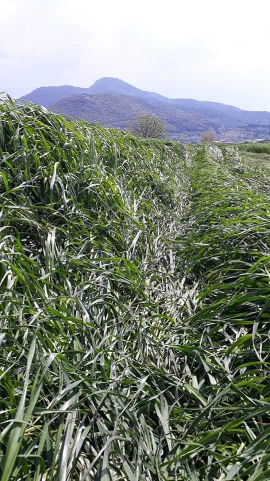 Reygras Otu Tohumu 25 Kg.