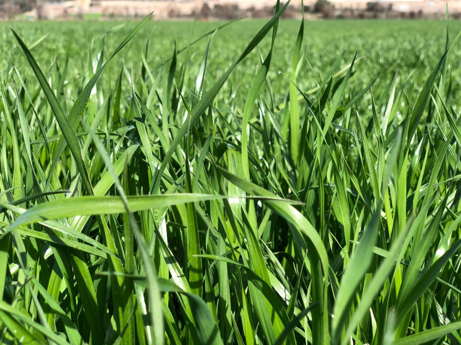 Reygras Otu Tohumu 5 Kg.