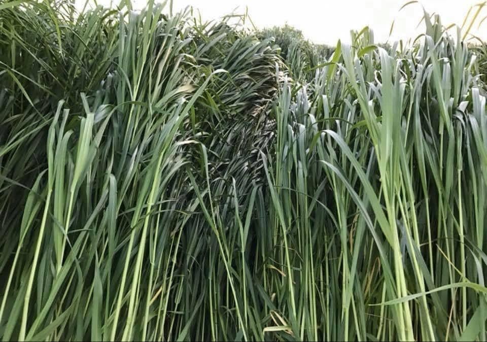 Reygras Otu Tohumu 5 Kg.