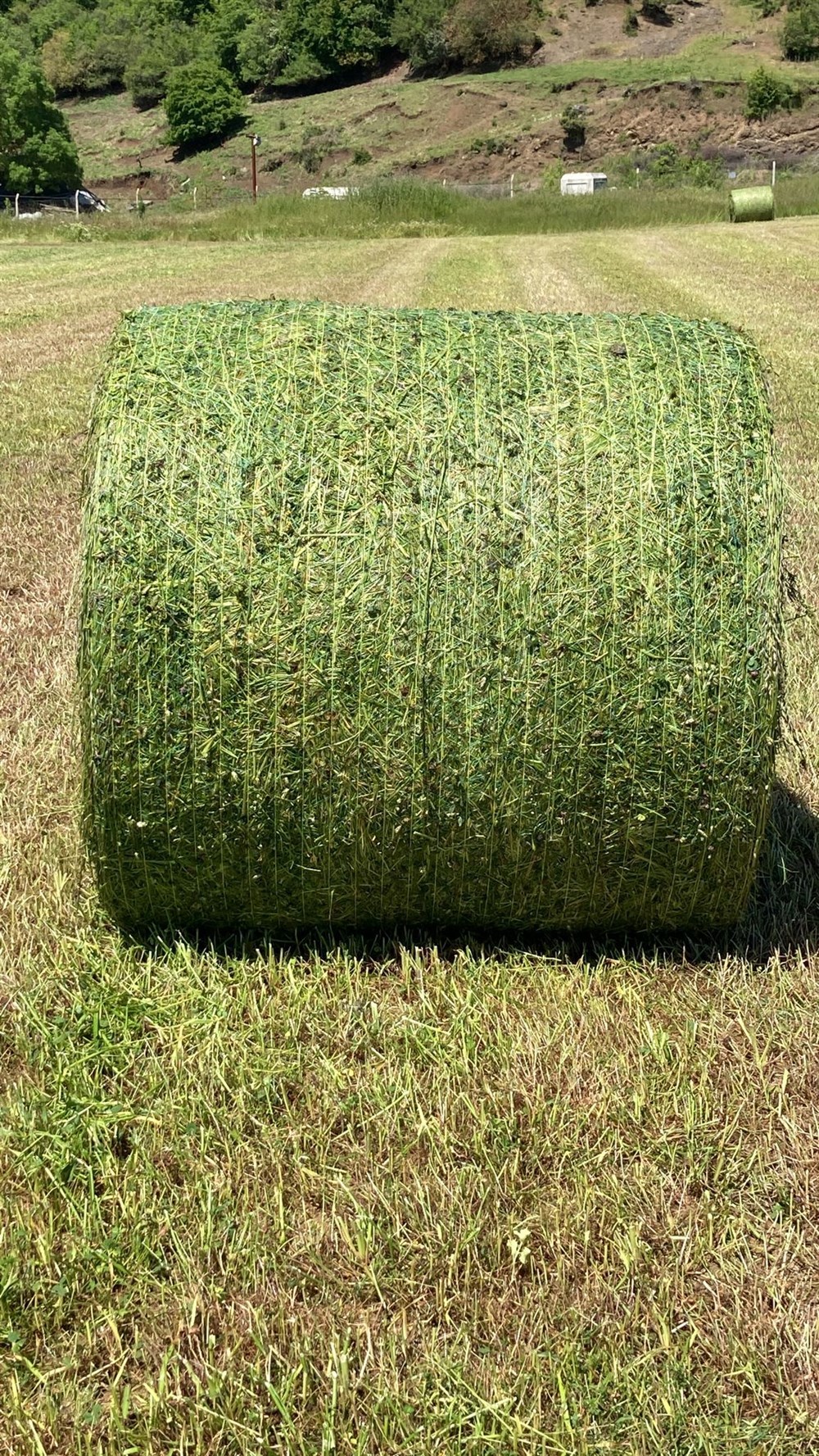 Reygras Silajı (Güncel Fiyat Alınız)