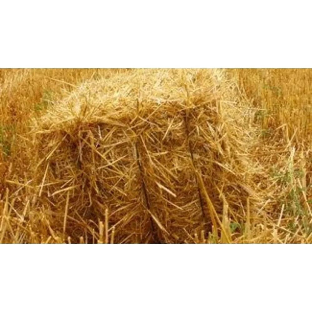 Sap Saman (Güncel Fiyat Alınız)