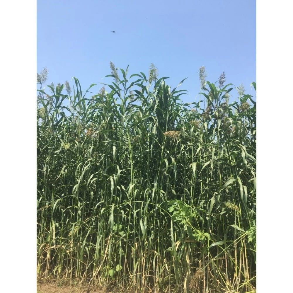 Şeker Sorgumu 5 Kg.