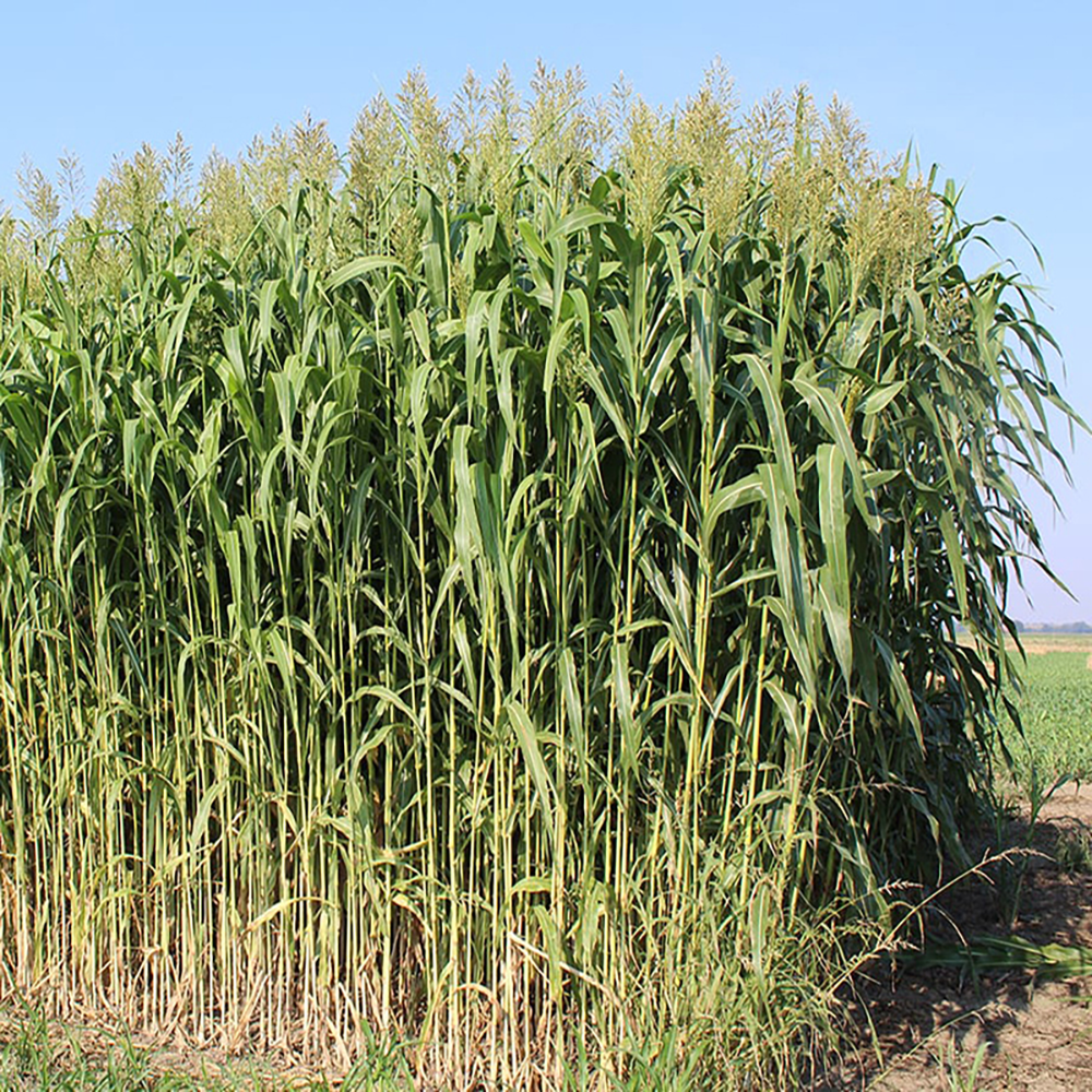 Şeker Sorgumu Tohumu 5 Kg.