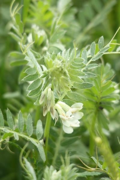 Sertifikalı Macar Fiğ Tohumu 25 KG