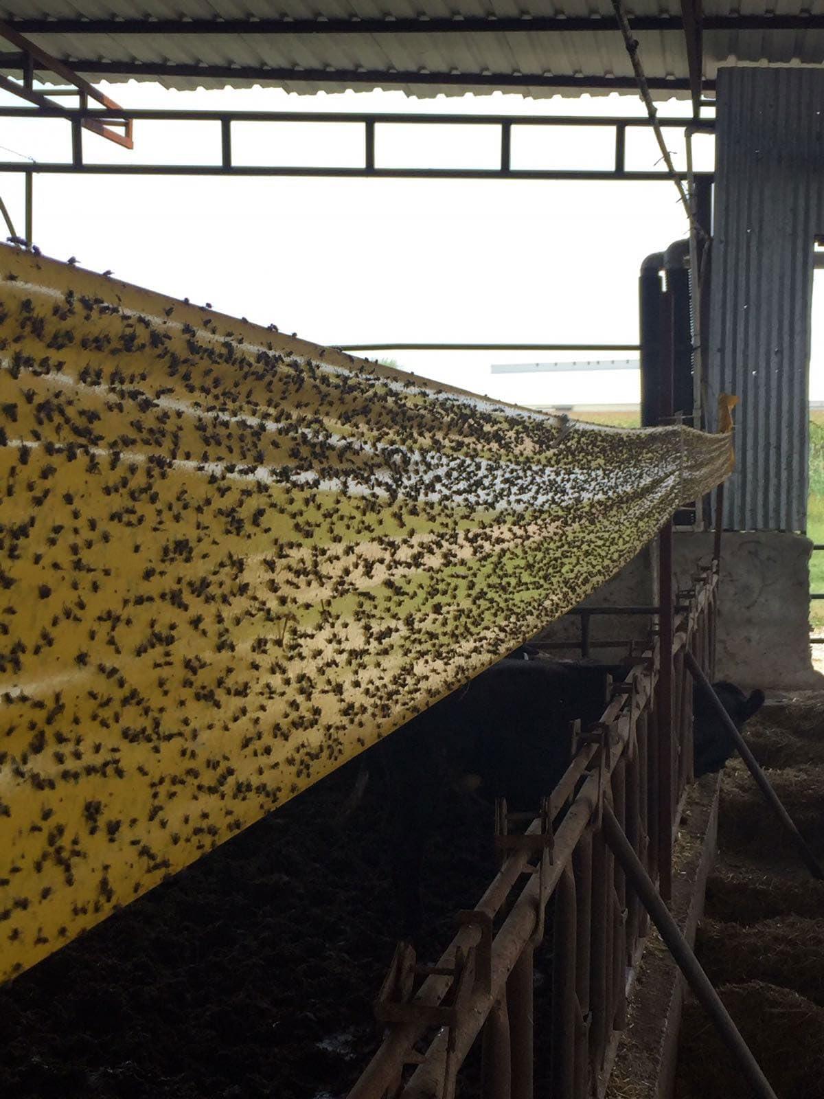 Sinek Yakalama Bandı 15x100 Metre