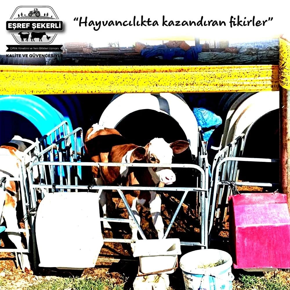 Sinek Yakalama Bandı 15x100 Metre