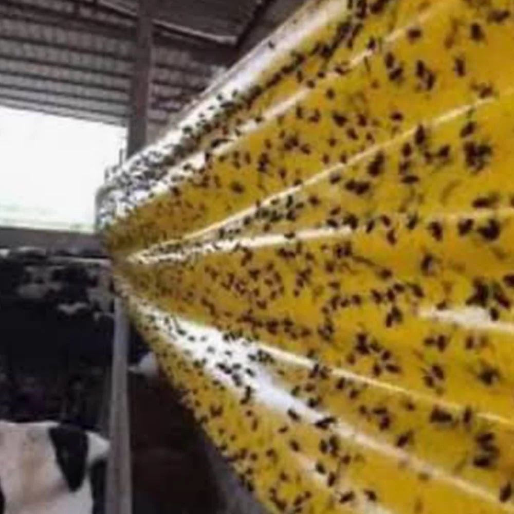 Sinek Yakalama Bandı 30x50 Metre