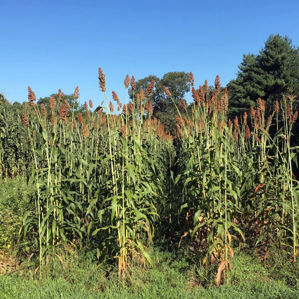 SweetBetty İthal Şeker Sorgumu 1 Kg. 