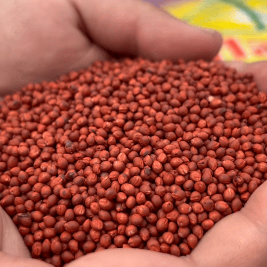 SweetBetty İthal Şeker Sorgumu 10 Kg. 