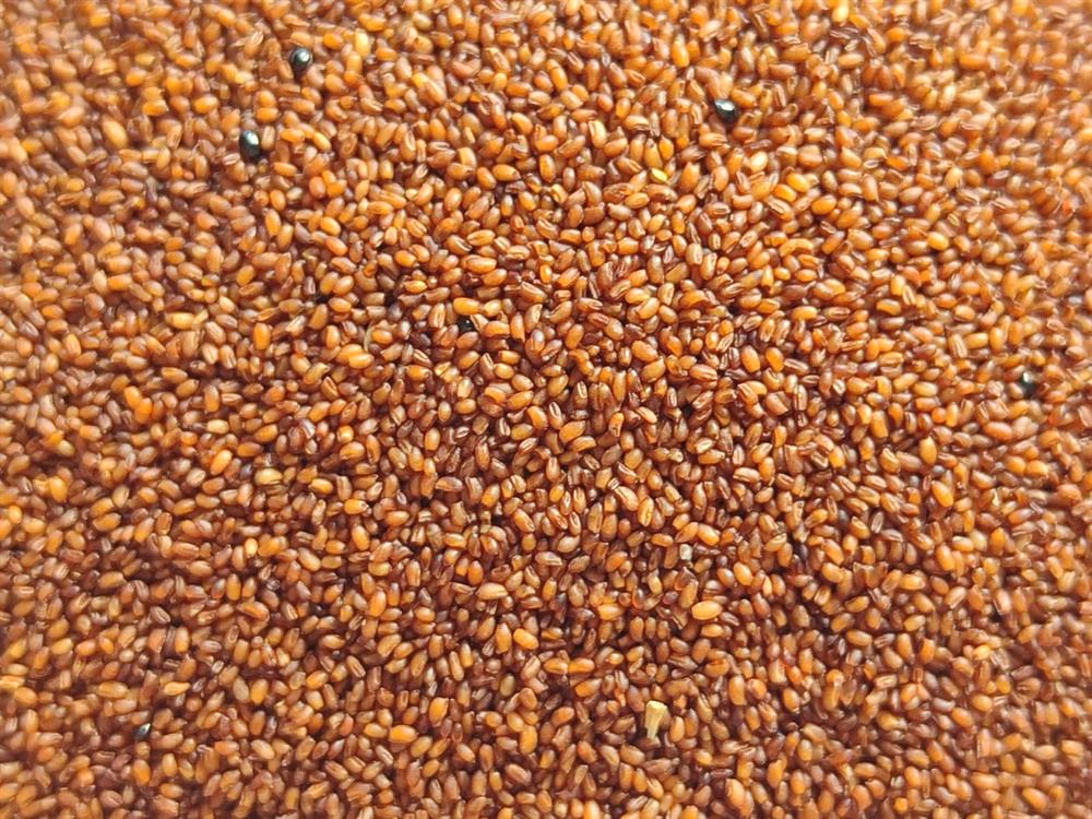 Teffgrass Yaz Otu Tohumu 10 Kg.