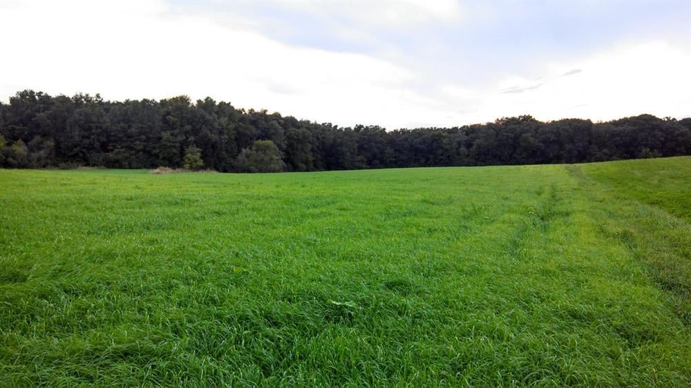 Teffgrass Yaz Otu Tohumu 10 Kg.