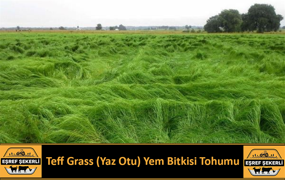 Teffgrass Yaz Otu Tohumu 5 Kg.