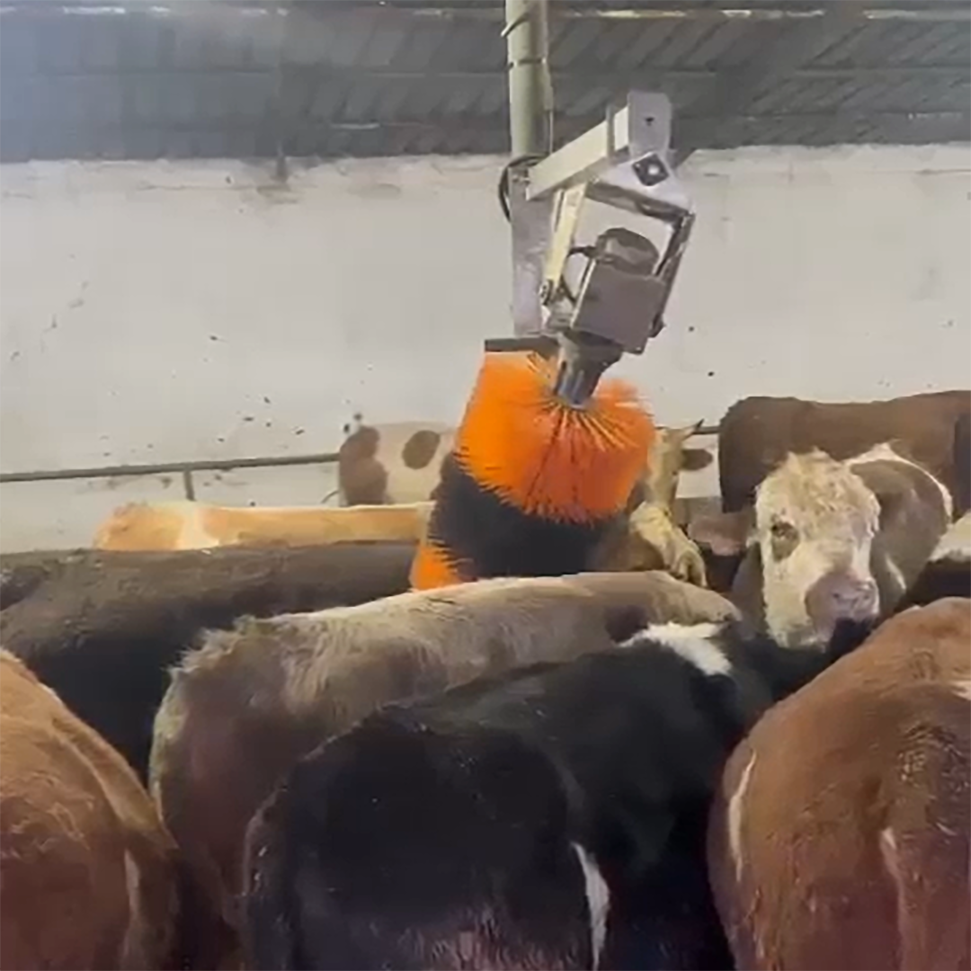 TRH Galvenizli Otomatik Hayvan Kaşıma Fırçası