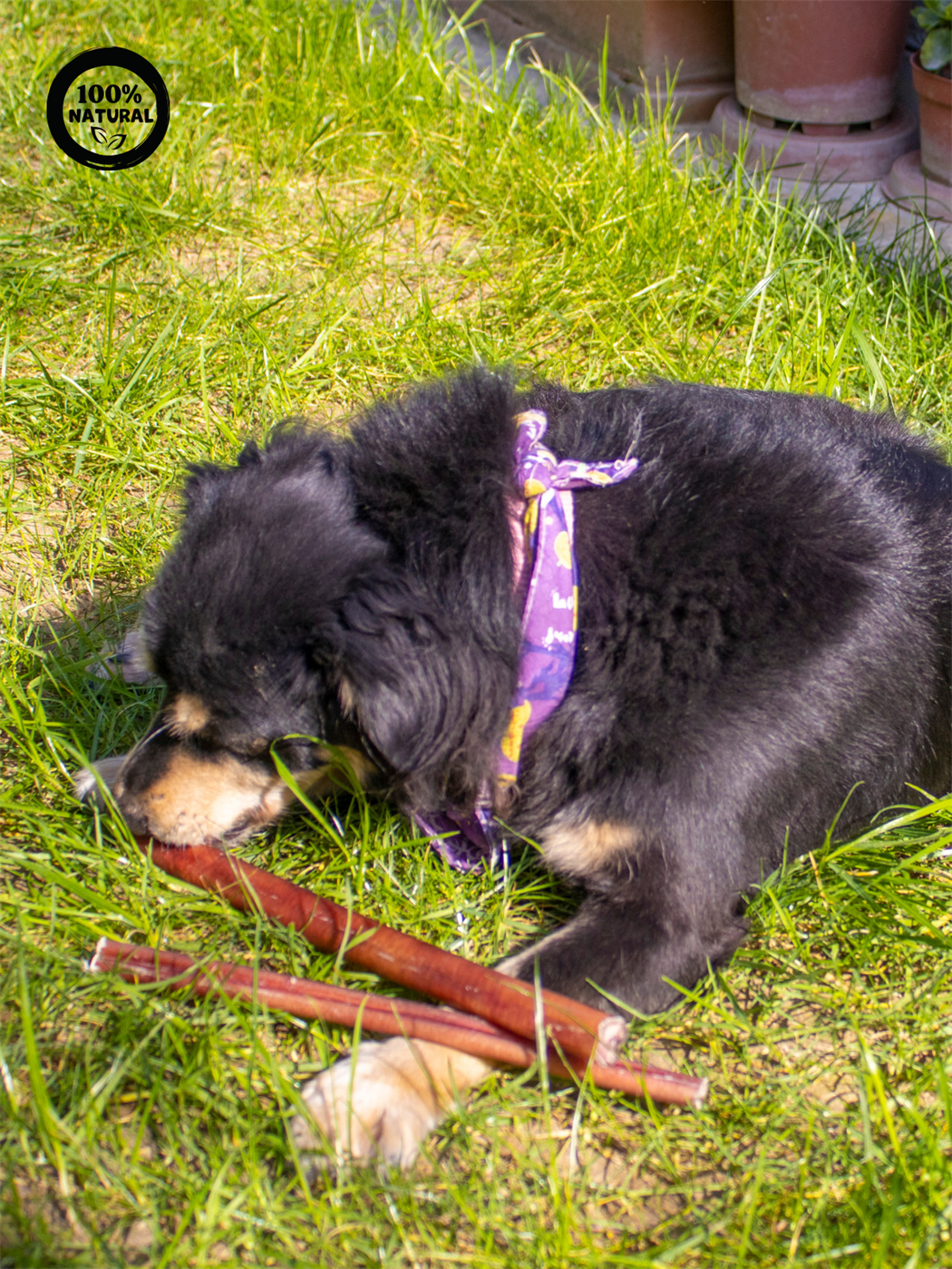 Patiyol Kolajen Çubukları 30 Cm %100 Doğal Köpek Ödül Maması,2 adet, Proteinli Kolajen Çubuk, Gurme Seri