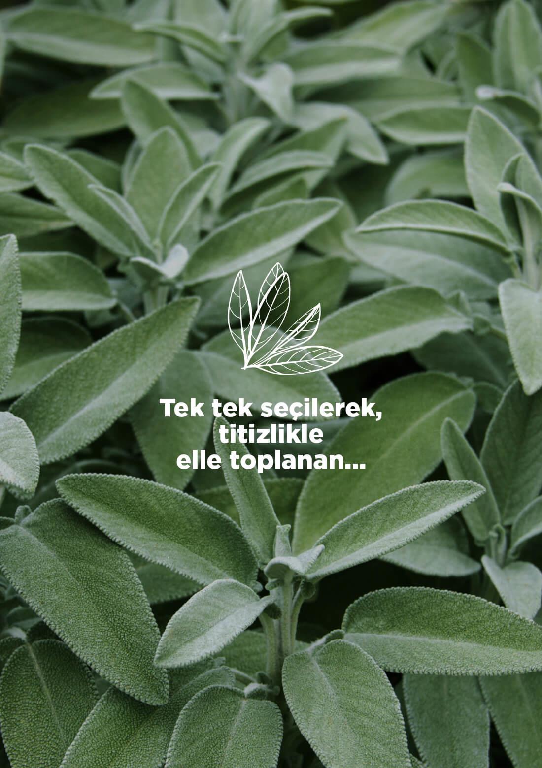 Salbei – 100% natürlich, 20 g – ECOCERT-Bio-zertifiziert aus unseren eigenen Gärten