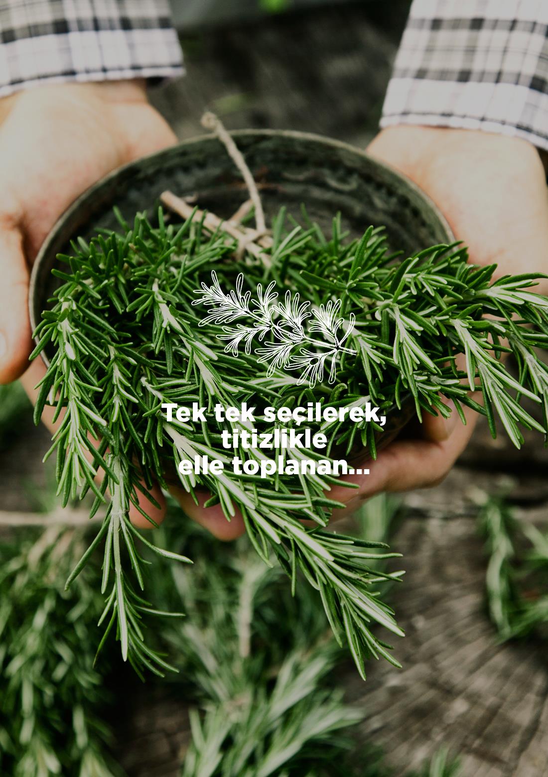 Rosmarin – 100% natürlich, 30 g – ECOCERT-Bio-zertifiziert aus unseren eigenen Gärten