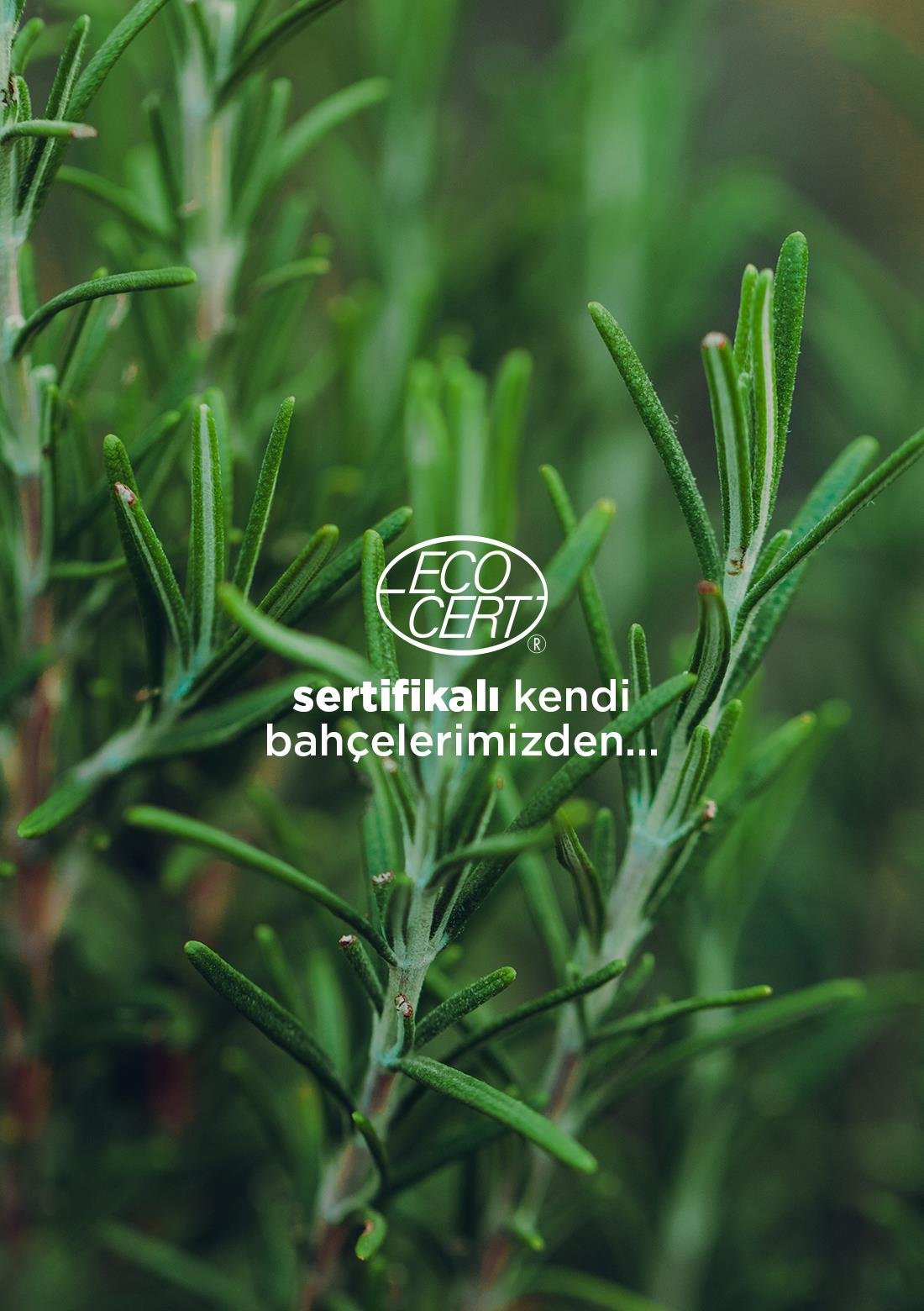 Rosmarin – 100% natürlich, 30 g – ECOCERT-Bio-zertifiziert aus unseren eigenen Gärten