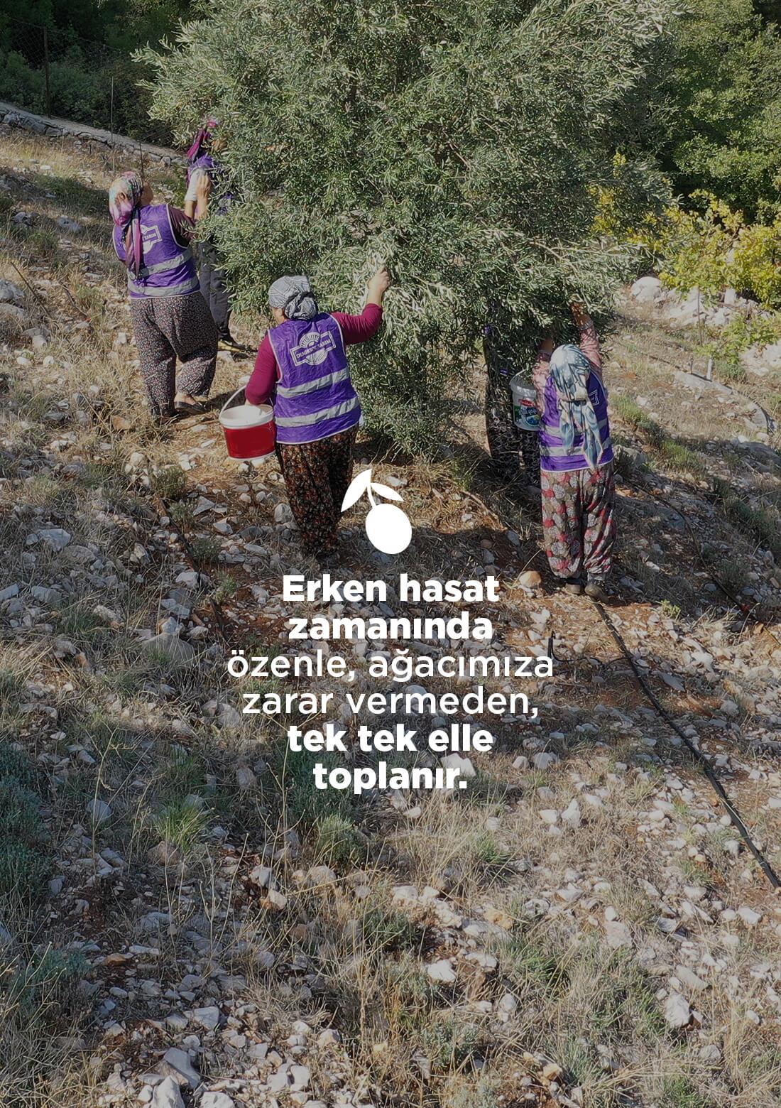 Gekratzte Oliven – 100 % natürlich, 300 g – ECOCERT-Bio-zertifiziert aus unseren eigenen Gärten