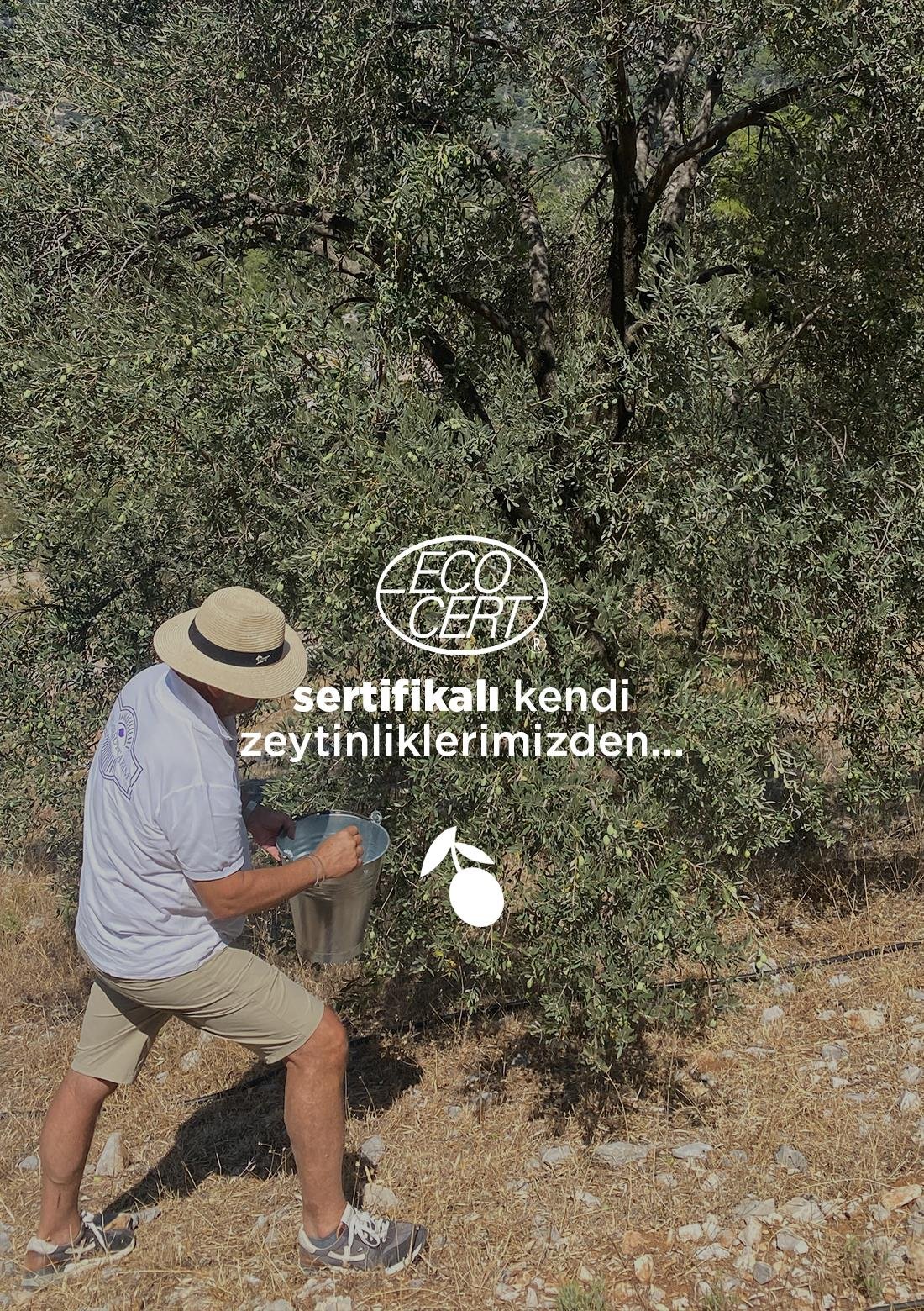 Gekratzte Oliven – 100 % natürlich, 300 g – ECOCERT-Bio-zertifiziert aus unseren eigenen Gärten