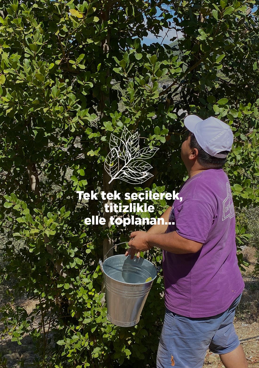 Lorbeerblatt – 100% natürlich, 20 g – ECOCERT-Bio-zertifiziert aus unseren eigenen Gärten